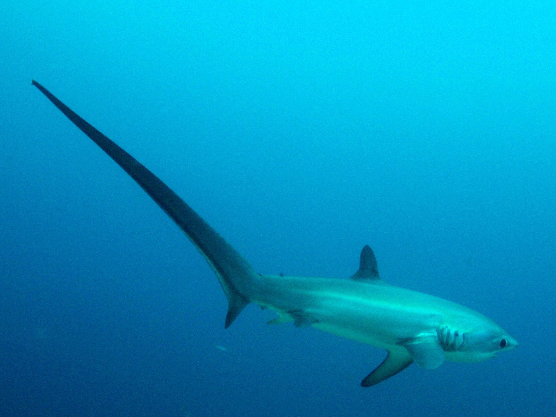 Thresher Shark