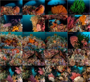 ambon1