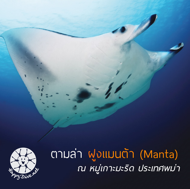 แมนต้า